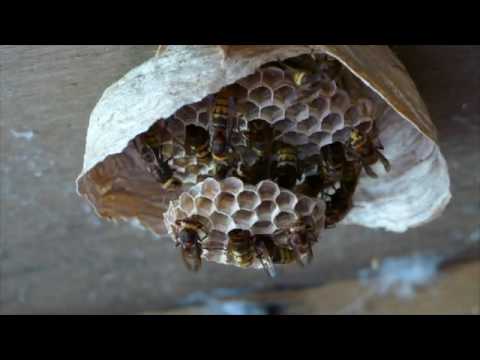 A hornet's nest at Coombe Hill  GWT