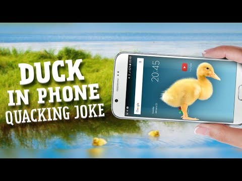 Duck in phone Quacking joke Video