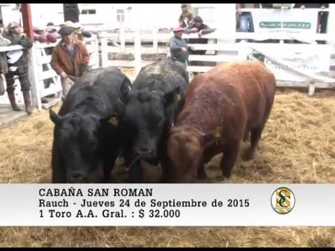 24-09-15 Venta de Toros A.A. Generales - Cabaña San Roman - Rauch.
