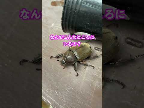 【朝カブ】今日は何匹獲れたかな？ゴミ箱チェックも忘れずに！0713 #shorts #カブトムシ #昆虫採集