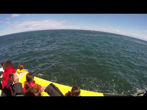 Giant whale gets a little too close for comfort