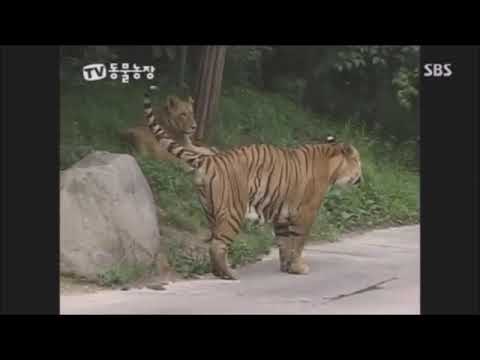 Tiger vs Lion (Lion Fanboys can't tell the difference between a "Tiger", and a "Tigress".)