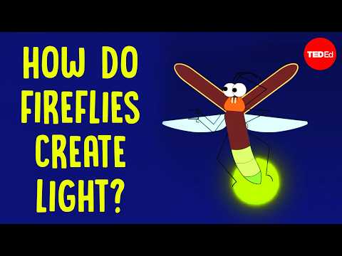 How do Fireflies Light Up?