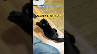 it's a cat.猫です！飼い主を好きすぎる猫。#cat #animals #保護猫 #黒猫#ハチワレ #kitten #cute