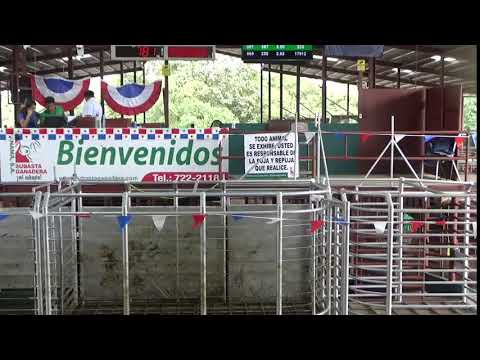 SUBASTA GANADERA DE PANAMA,BOQUERON 20/11/2025