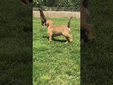 Border Terrier Welpe kaufen