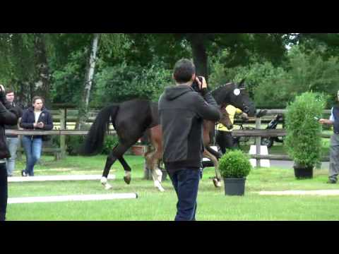 Sudweyher Fohlenschau 2016 - Kat.-Nr. 43