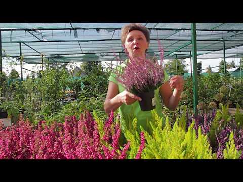 Wrzosy i wrzośce - czym się charakteryzują? Jak je odróżnić? | Rolmarket.pl