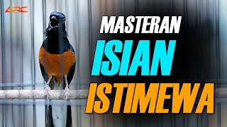 MURAI BATU SUPER GACOR ISIAN PEDES SUPER MEWAH | SHAMA BIRD