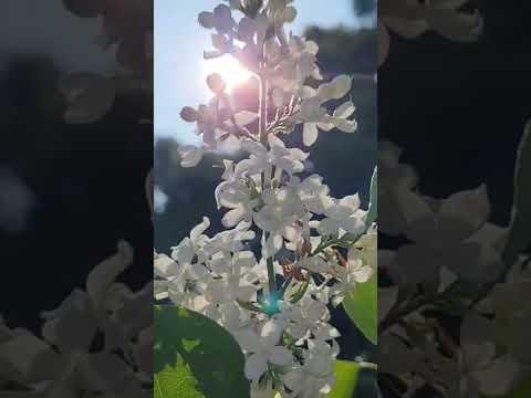 インディアンライラックの種の集め方