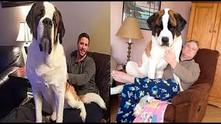 ¿Como es el San Bernardo como Mascota?