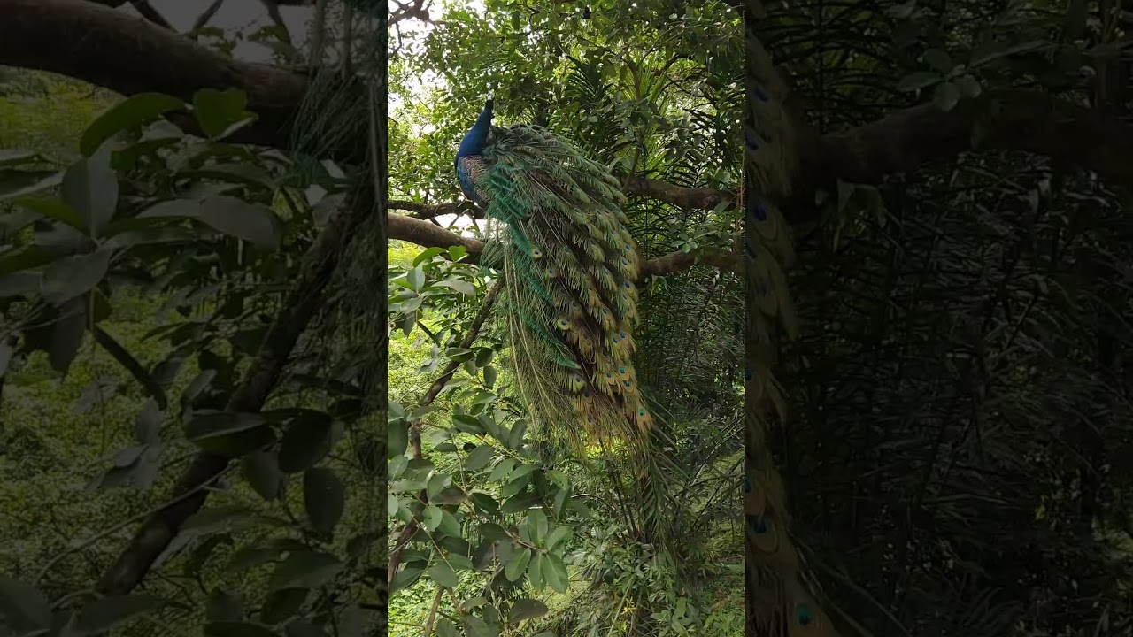 YouTube Short thumbnail