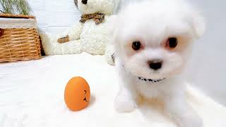 マルチーズの動画02