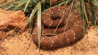 preview picture of video 'Mexican Cantil Venomous Pitviper at the Atlanta Zoo Beautiful Creature!'