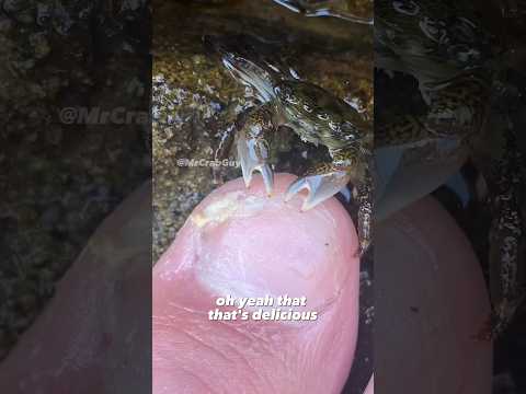 Crab ASMR Sounds | Crab Pedicure ASMR 🤯🦀✨🦶