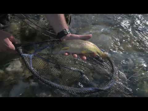 Video 1