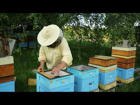 ABC of the apiary part 10 - layering during intensive expansion of the apiary