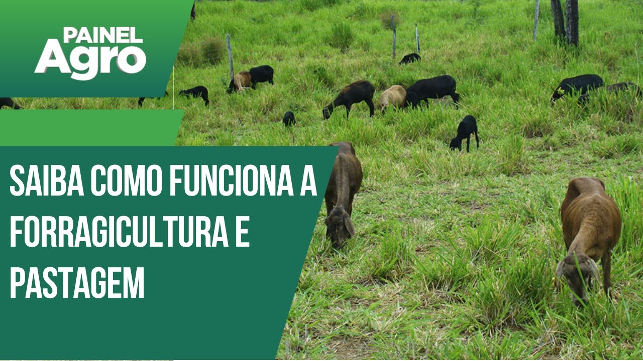 Saiba como funciona a forragicultura e pastagem