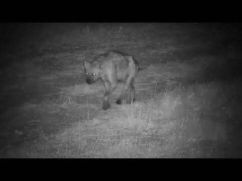 Djuma: Lone Hyena walking up the road - 18:37 - 06/23/19