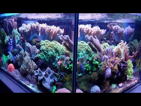 MikeC Soft Coral Reef Tank