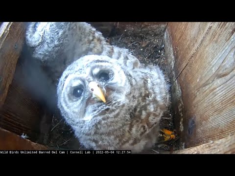 Owlet Looks At Camera, Tries To Swallow Bird | WBU Barred Owl Cam – April 4, 2022