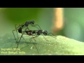 Fly Mating Stilt Legged Fly Micropezidae Insect Behavior Video Insects Love