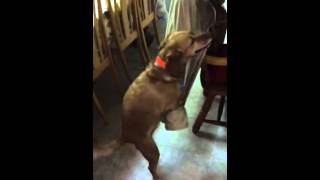 Andy&#39;s coat is a slut