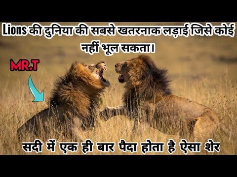 Mr.T - The Most Dangerous Lion Born in The History। Mr.T vs 4 Selatis । Facts Phylum। Mapogo Lions।
