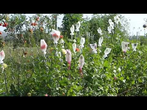 pěstování jiřin (Dahlia) na jižní Moravě, Česko