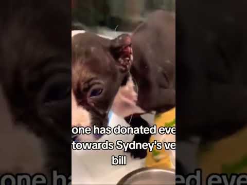 For any help consider donating link in bio to save a stray life in Los Angeles#usashorts#save