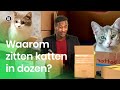 Waarom zitten katten graag in kartonnen dozen? | Waarom? Daarom!