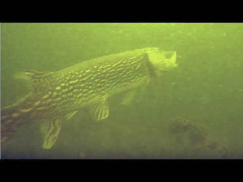 EPIC UNDERWATER PIKE STRIKES!! (2019)