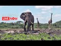 Ol Donyo Lodge Wildlife Live Stream  Kenya