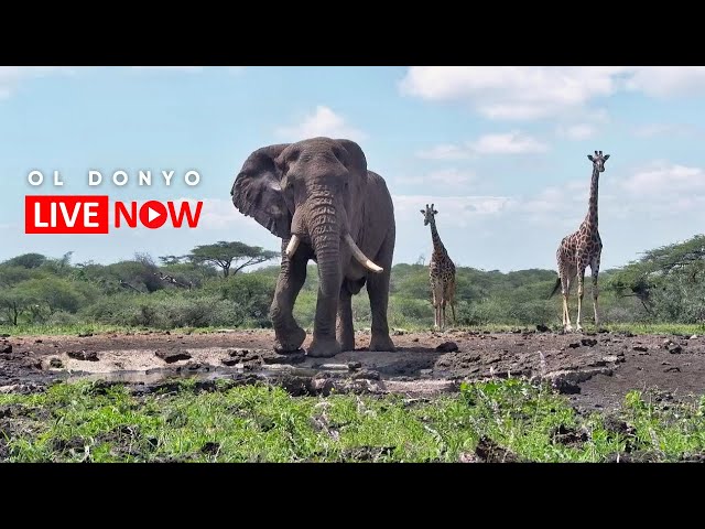 チュル・ヒルズ国立公園・野生動物 @ol Donyo Lodge