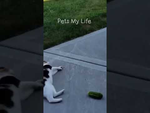 cats fun video 2023 #shortvideos #youtubeshort #funny #shortvideos #youtubeshort #cats #funnymoments