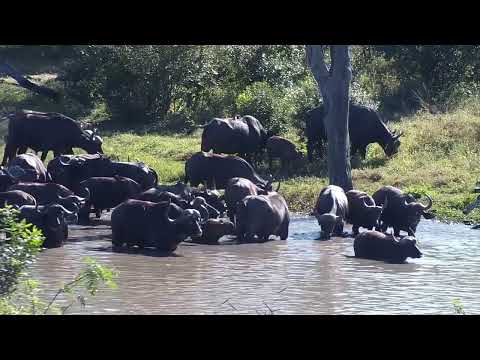 Djuma: Large Buffalo herd comes to the dam - 09:32 - 06/15/2023