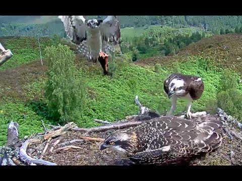 Fish number two is brought to the Loch Arkaig Osprey nest 21 Jul 2020