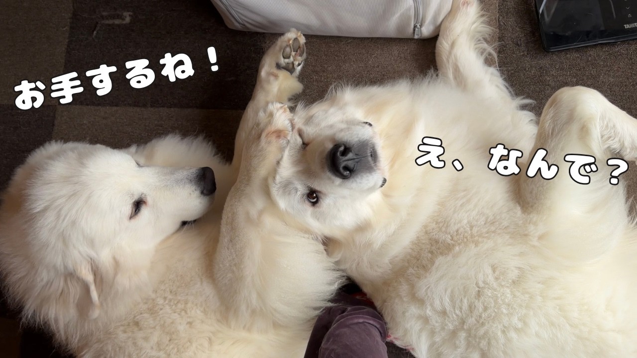 【断水生活】毎日水がなくて苦しい生活の中でも３歳児と超大型犬達は仲良く過ごしてくれてましたが…｜グレートピレニーズ&オールドイングリッシュシープドッグ&トイプードル