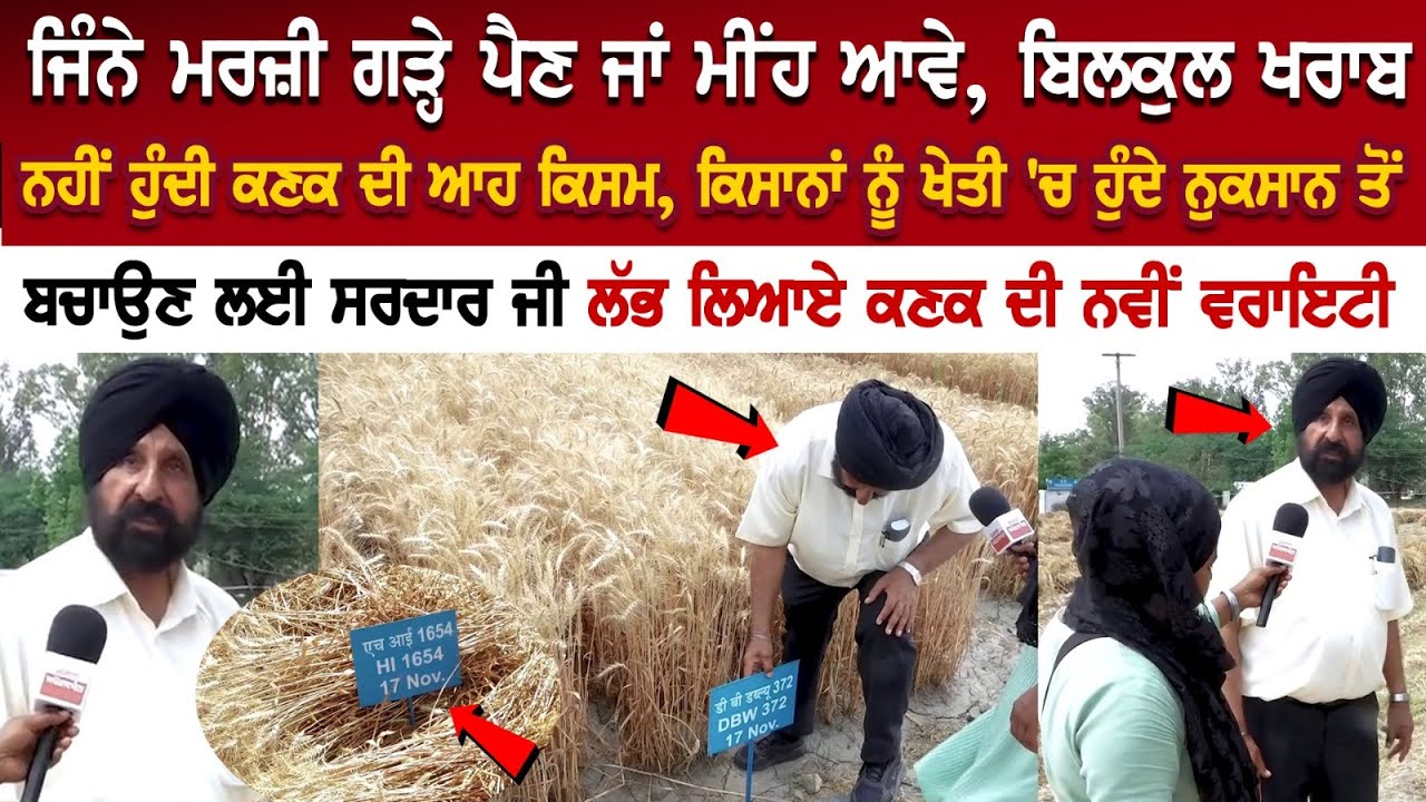 ਜਿੰਨੇ ਮਰਜ਼ੀ ਗੜ੍ਹੇ ਪੈਣ ਜਾਂ ਮੀਂਹ ਆਵੇ, ਬਿਲਕੁਲ ਖਰਾਬ ਨਹੀਂ ਹੁੰਦੀ ਕਣਕ ਦੀ ਆਹ ਕਿਸਮ ਕਿਸਾਨਾਂ ਨੂੰ ਖੇਤੀ 'ਚ ਹੁੰਦੇ ਜਿੰਨੇ ਮਰਜ਼ੀ ਗੜ੍ਹੇ ਪੈਣ ਜਾਂ ਮੀਂਹ ਆਵੇ, ਬਿਲਕੁਲ ਖਰਾਬ ਨਹੀਂ ਹੁੰਦੀ ਕਣਕ ਦੀ ਆਹ ਕਿਸਮ ਕਿਸਾਨਾਂ ਨੂੰ ਖੇਤੀ 'ਚ ਹੁੰਦੇ