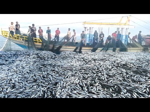 WoW !!Net Fishing, Fishing Boat Catch a Lot of Fish on The Sea   Big Catch !