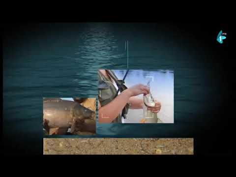 Čari Ribolova - Kanal u Bezdanu (14.03.2021)