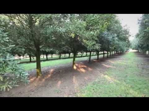 download lagu mp3 mp4 Wholesale Macadamia Nuts South Africa, download lagu Wholesale Macadamia Nuts South Africa gratis, unduh video klip Wholesale Macadamia Nuts South Africa