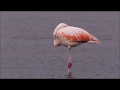 Birding In Argentina Chilean Flamingo