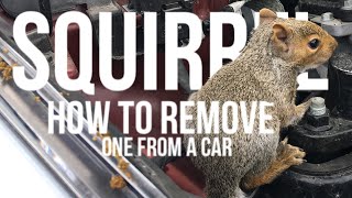 How TO Remove A Squirrel From A Car Using Moth Balls