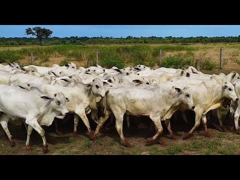 LOTE A03 - 40 GARROTES NELORE 292 Kg