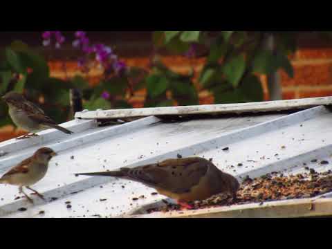 Blue Jay Dove and Squirrels with many other Birds in the Kitchen Garden Anil Kumar Diary 26 Sept 202