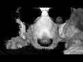 Arthur Horror Show