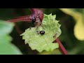 Ants And Bugs A Musical Nature Video Treat 4K