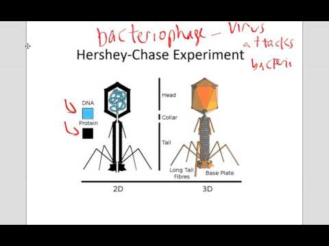8.1 - Foundations in Genetics