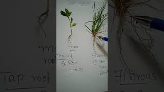 Root system || Tap root || fibrous root || Happy learning